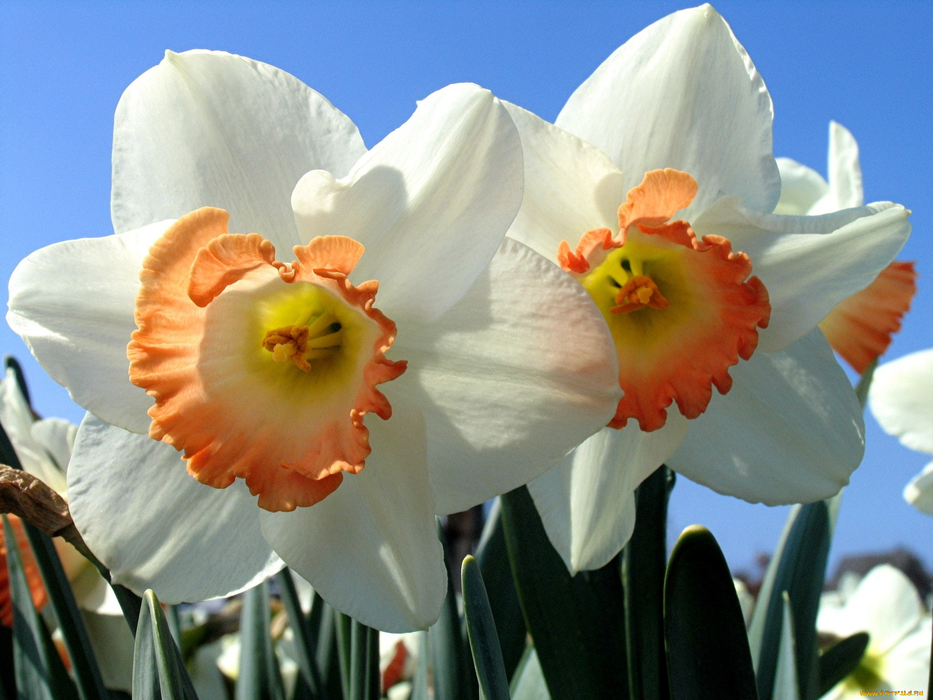 Нарцисс цветочный. Daffodil Нарцисс. Нарцисс (растение). Нарцисс Пинк парасоль. Нарциссы триандрусовые.